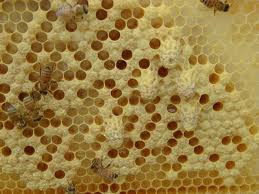 méhpempő hatása